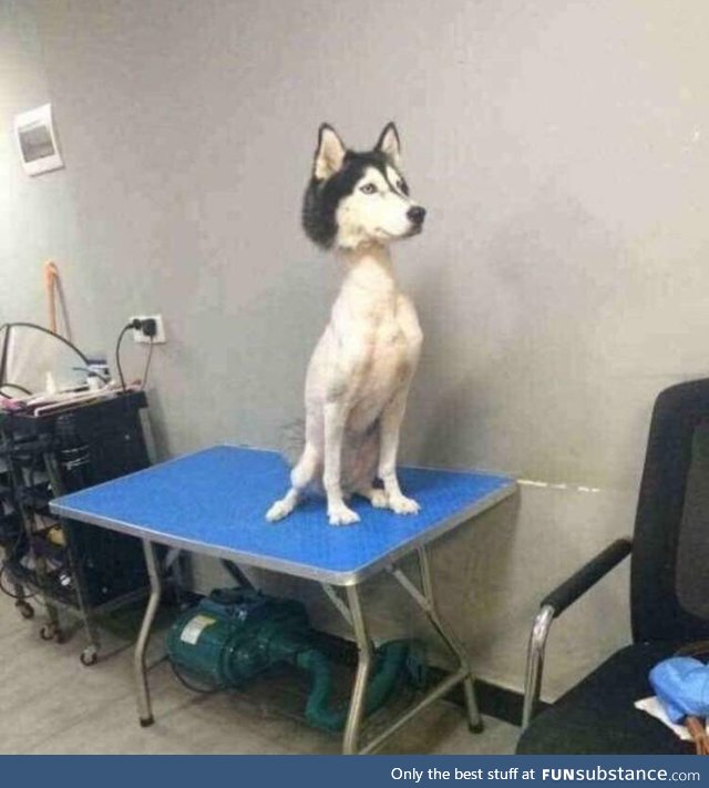 A shaved Husky