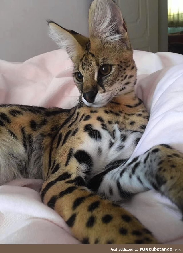 My neighbor's $15000 serval