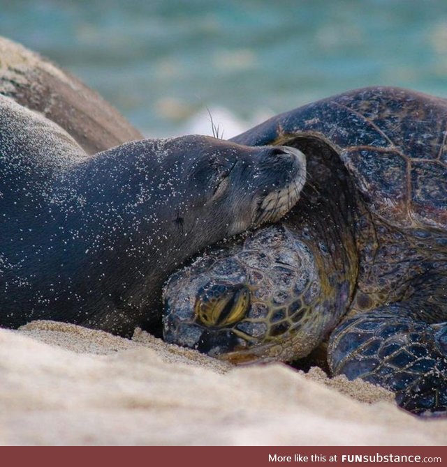 Seal cuddling with a turtle