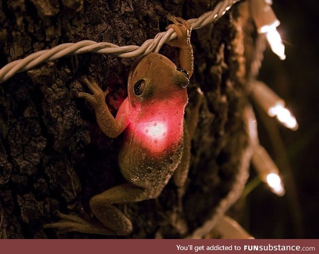 This is a Cuban tree frog on a tree in southern Florida, phtographed by James Snyder.