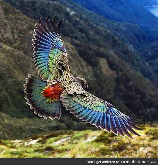 The kea is a large parrot found in alpine regions of the South Island of New Zealand,