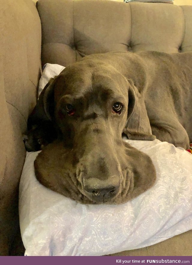 Dog turned into puddle