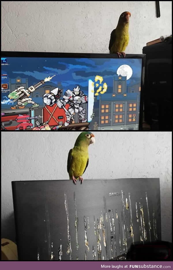 Damn bird