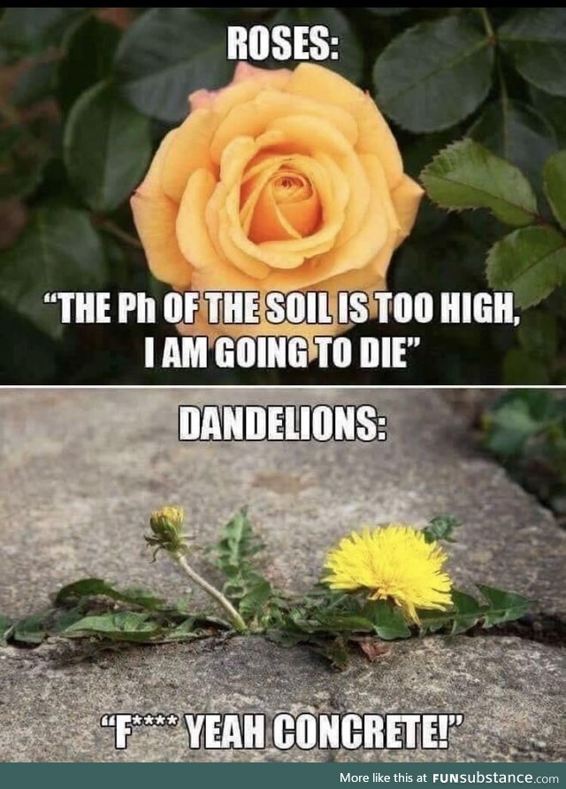 Flower logic