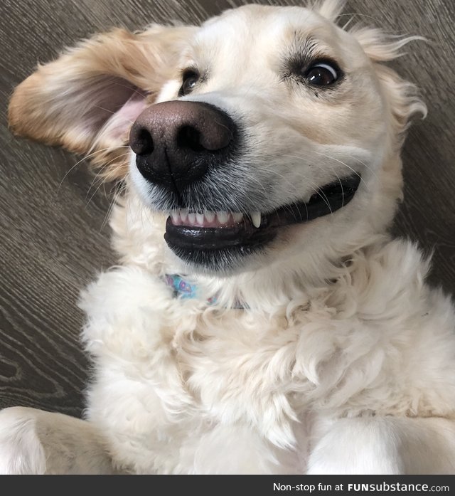 Daily Dose Of Doggo #1 - Smile Doggo :)