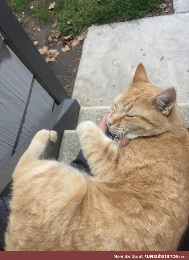 This cat is not my cat but whenever I get home from work and he happens to hear my car