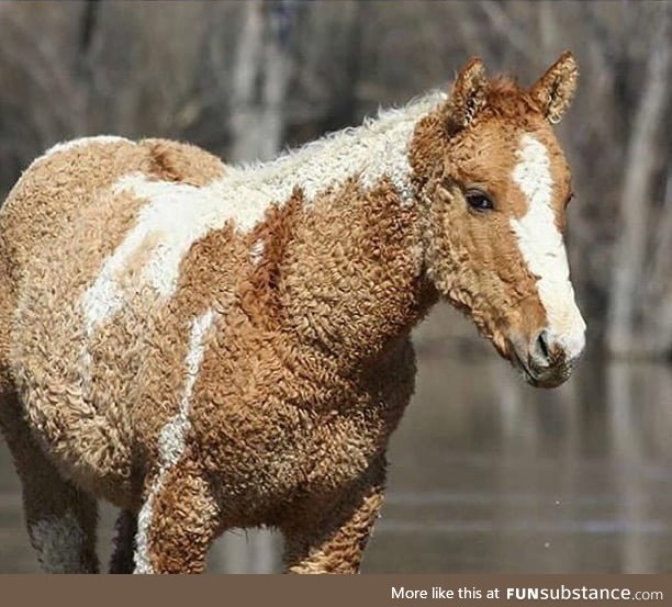 A rare curly haired horse for the 99% of people who have not seen one yet - your welcome