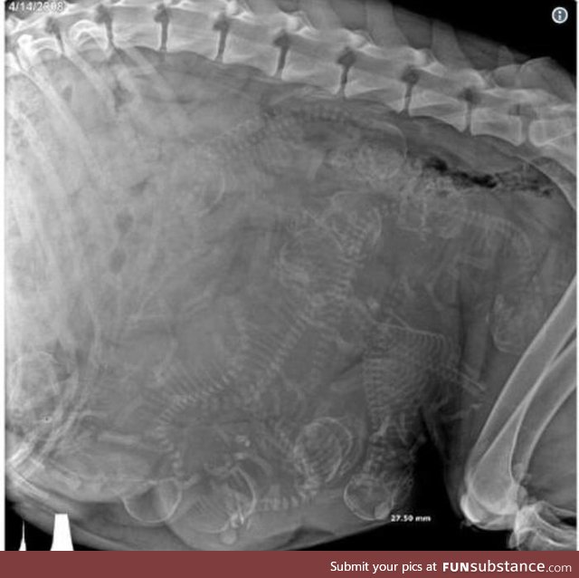 X-ray of a pregnant dog