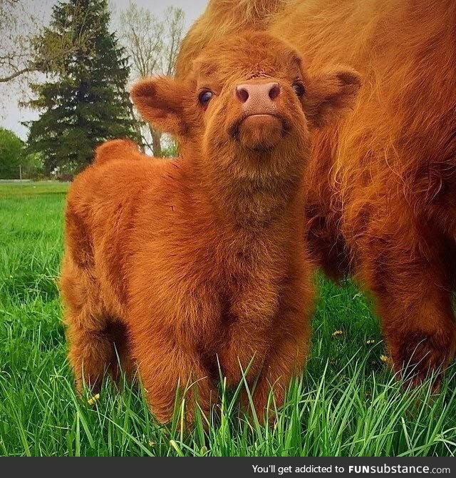 Fluffy scottish highland calf