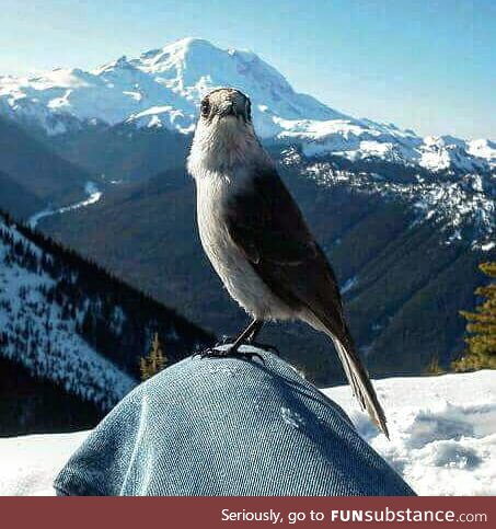 A bird landed on my leg and let take this sweet photo before flying away