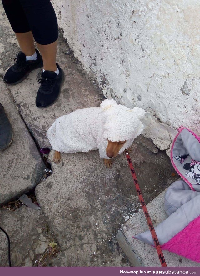 The sheep for the spring parade