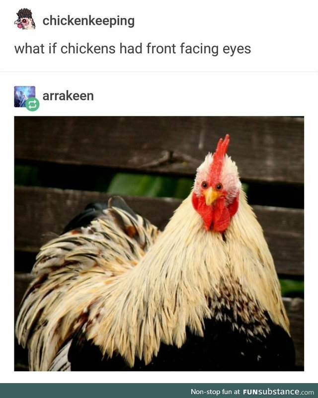 Chicken eyes