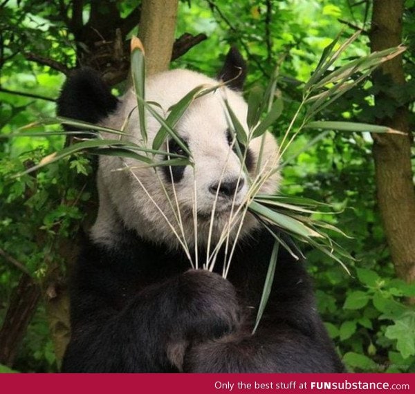 I know it is hard to believe, but there is in fact a panda in this photo