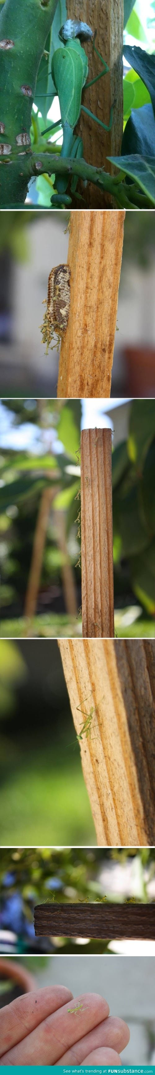 Praying mantis' babies