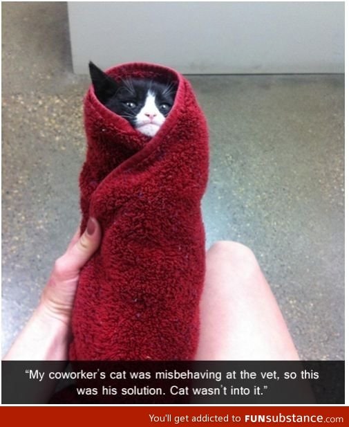 Cat in towel