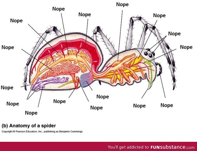 Anatomy of a spider