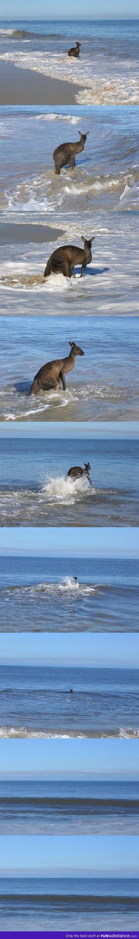 Kangaroo suicide