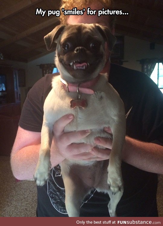 Photogenic pug