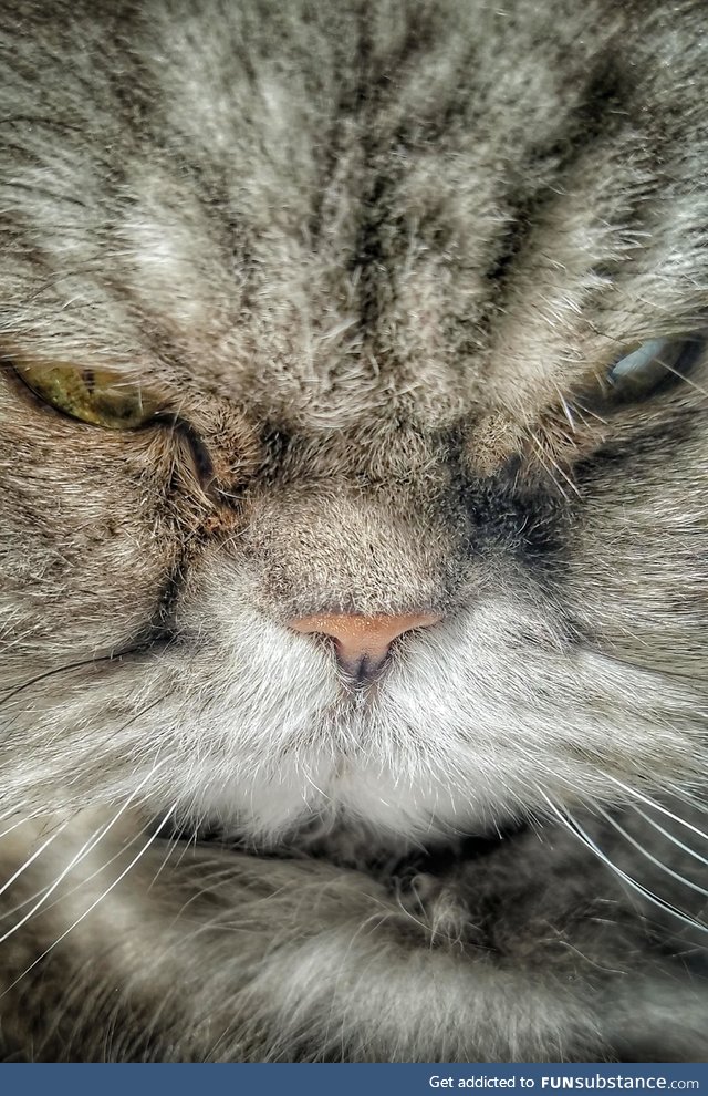 My cat was being obnoxious so I shoved my camera in his face and took an extreme close up