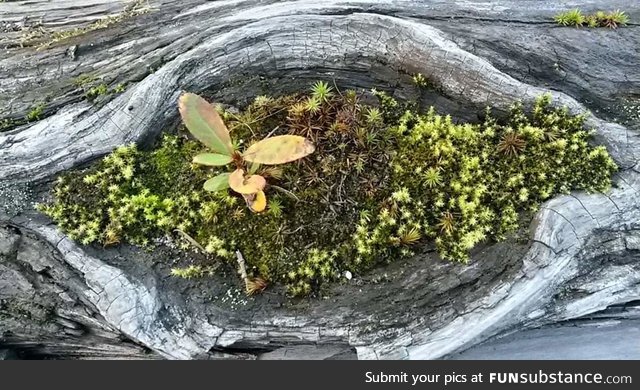 Found this beautiful mini forest in an old log