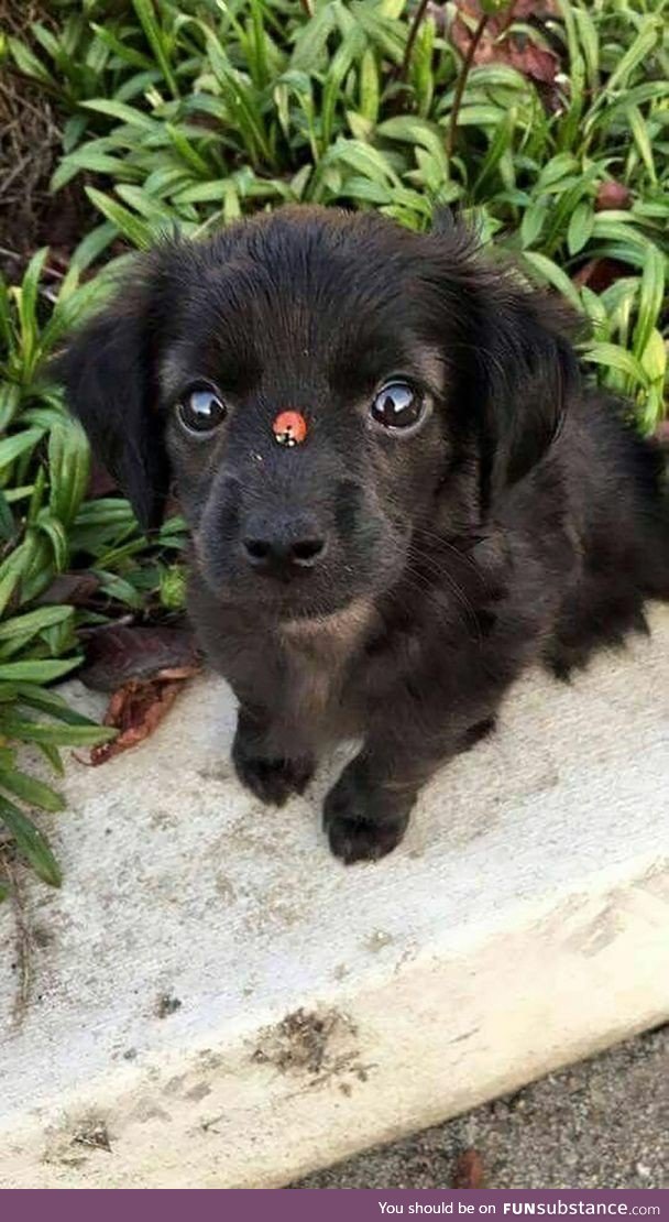 Pupper has a ladybug on his nose