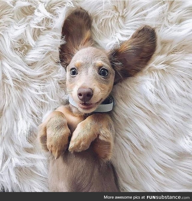 Those ears