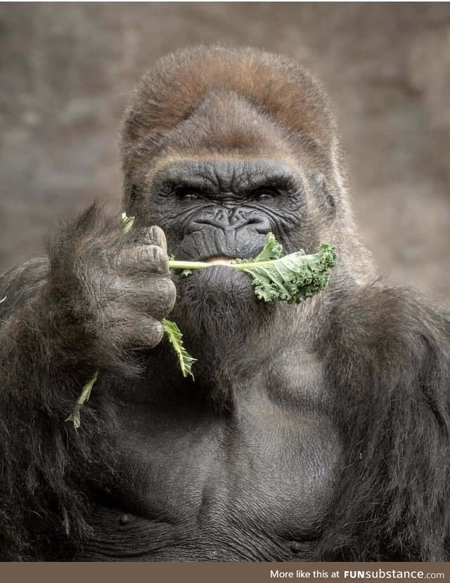 Gorilla eating his veg