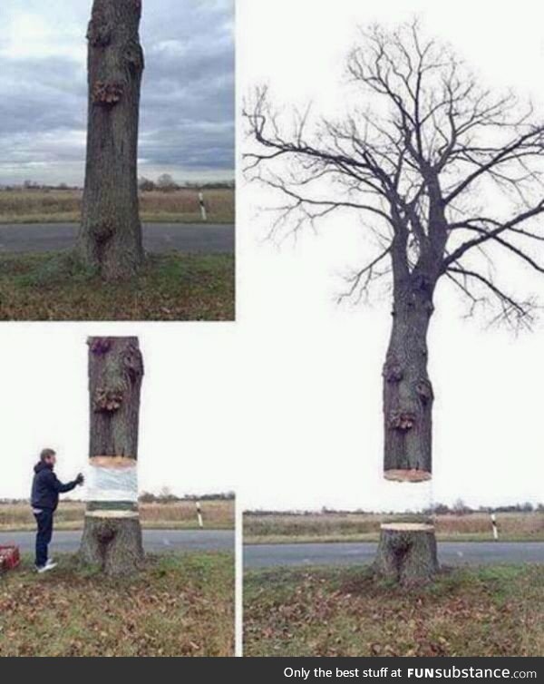 An artist wraps a white sheet around a trunk and paints it in colours of the surroundings