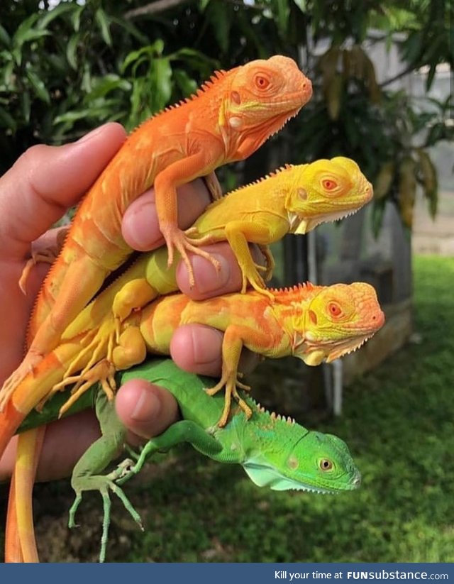 Taste the iguana