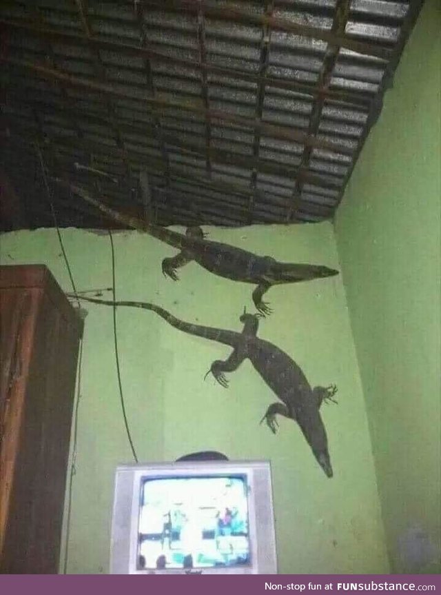 Those are some big ass geckos