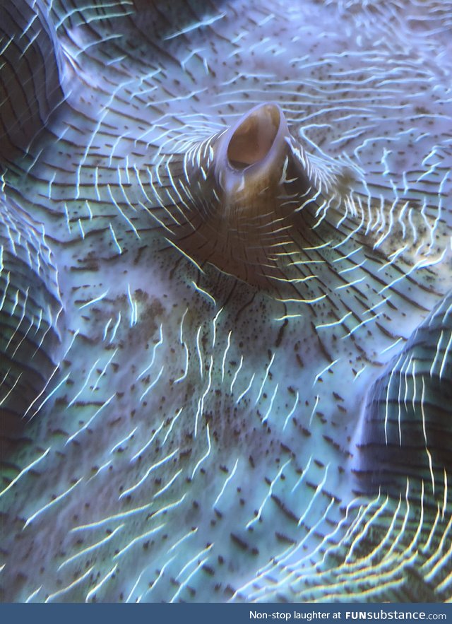 The Neon stripes of a giant sea oyster