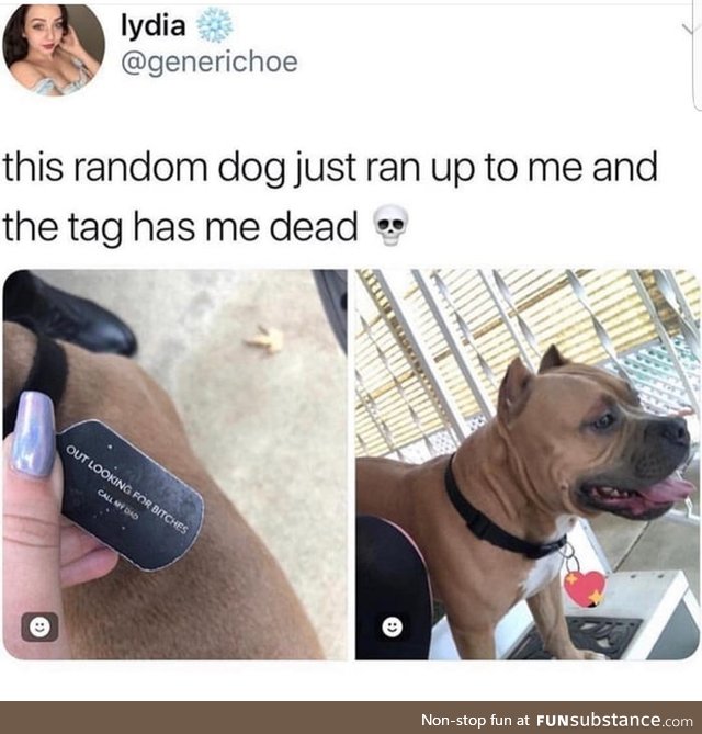 Doggo on the prowl