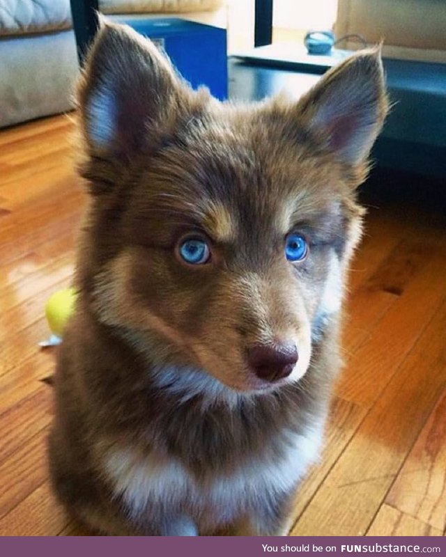 Pomsky. Winter is coming