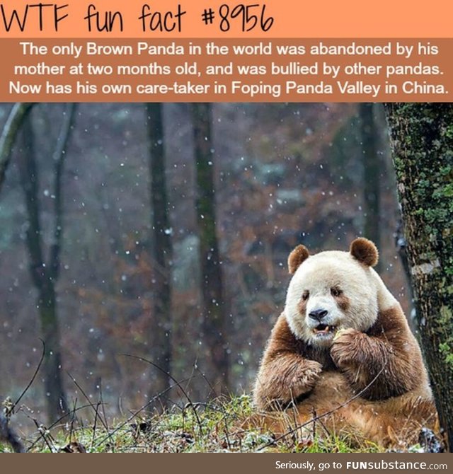 The lonly brown panda