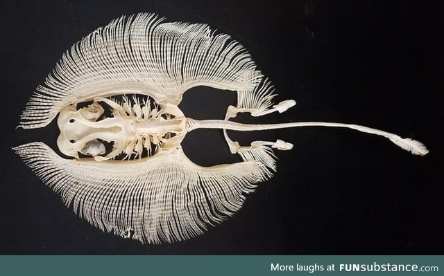 The skeleton of a stingray