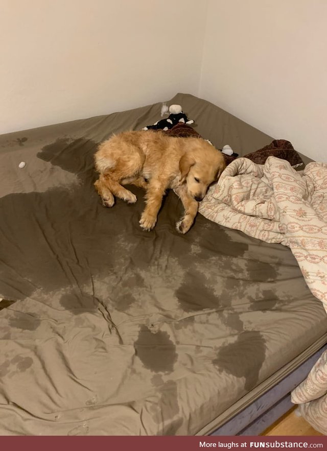 This guy couldn't wait the 0.5 seconds for me to grab the towel, and used the bed