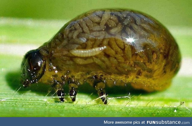 Beetle being eaten alive from the inside out by a parasitic wasp larvae