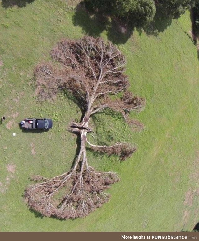 A tree split down the middle by lightning