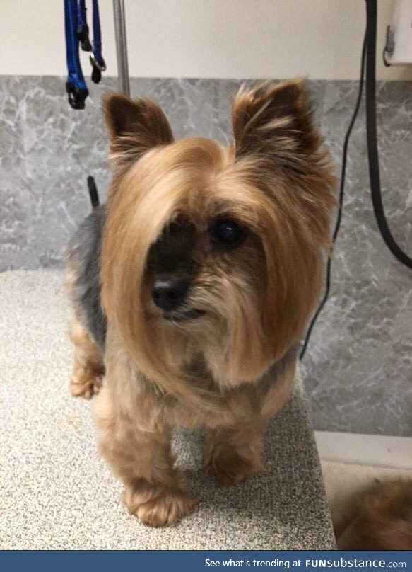 This dog showed up to PetSmart and asked to speak to the manager