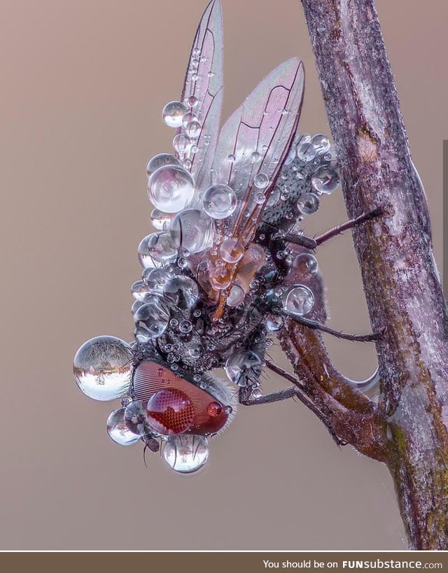 Fly sleeping on plant as water condenses on it