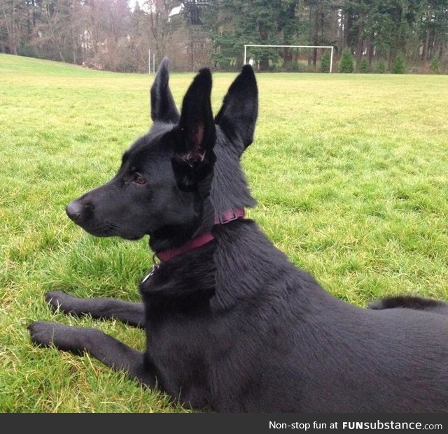 Panoramic Photo of my Dog. She turned her head at just the wrong/right moment