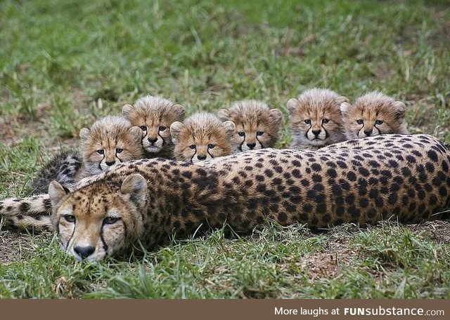 Cheetah family portrait