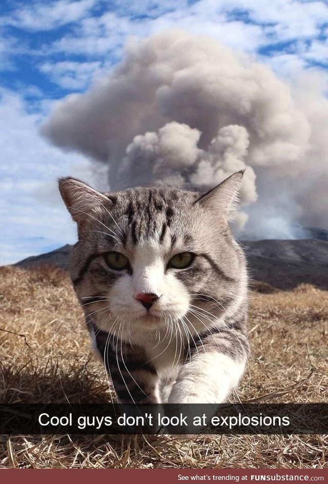 This cat looks like it it destroyed the world