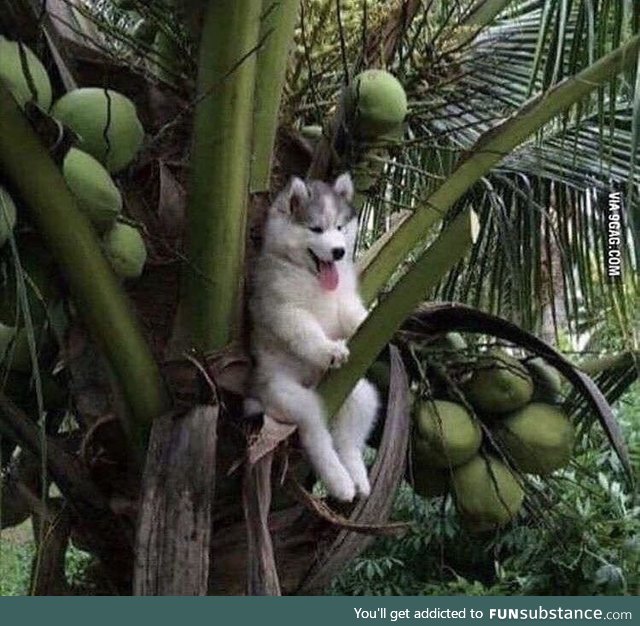 If you’re feeling sad here’s a husky on a tree