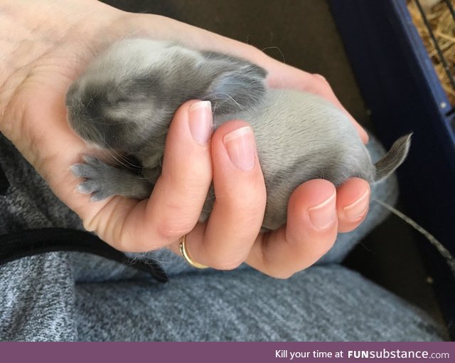 A picture of a baby bunny peeing on me