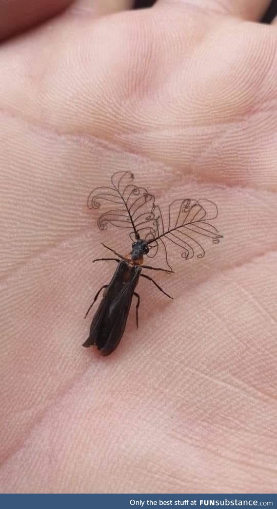 Antennae of the glowworm beetle