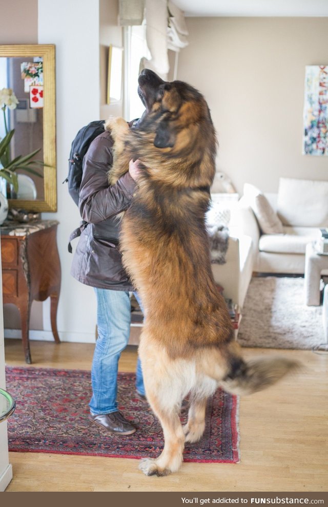 This is how my friend's dog greets guests