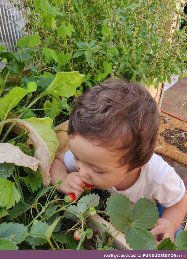 Anyone know what kind of pest this is in our greenhouse eating all of our strawberries?