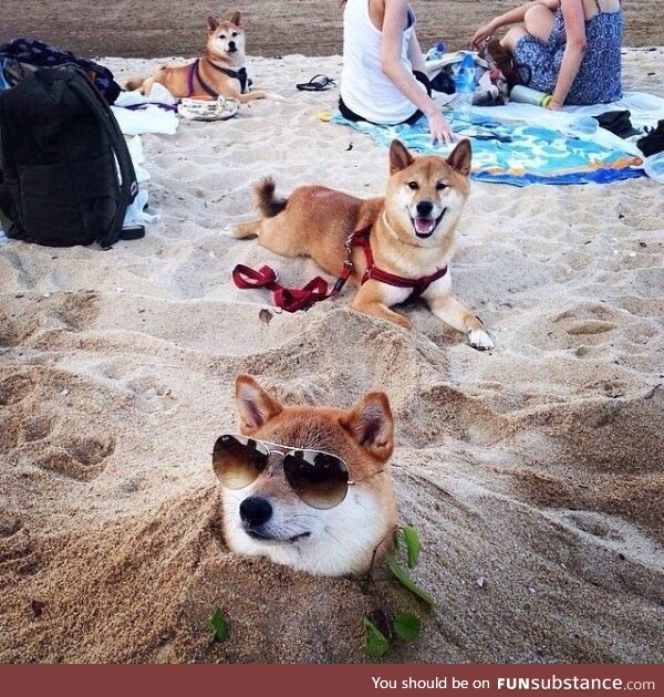 Such cool. Very relax. Much sand