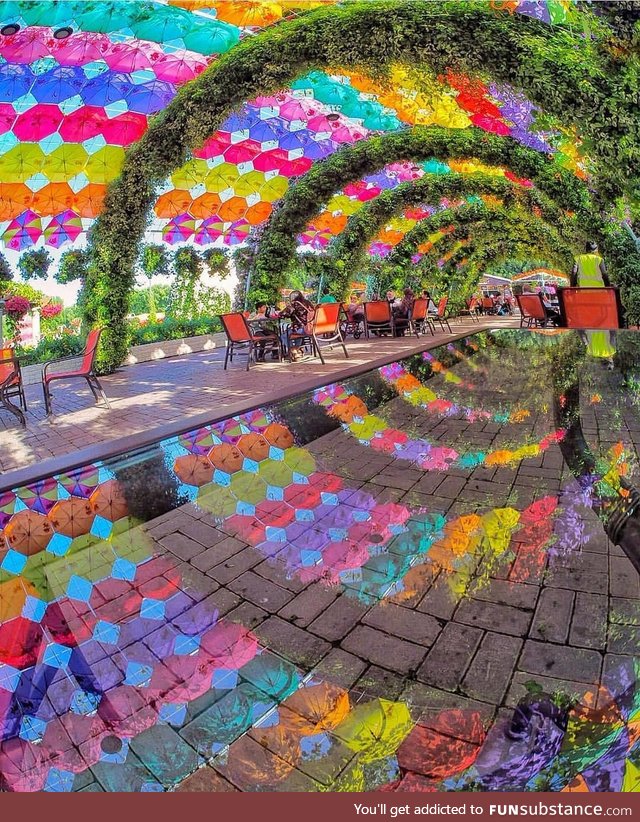 Reflections in Dubai Miracle Garden